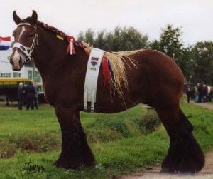 nicolien